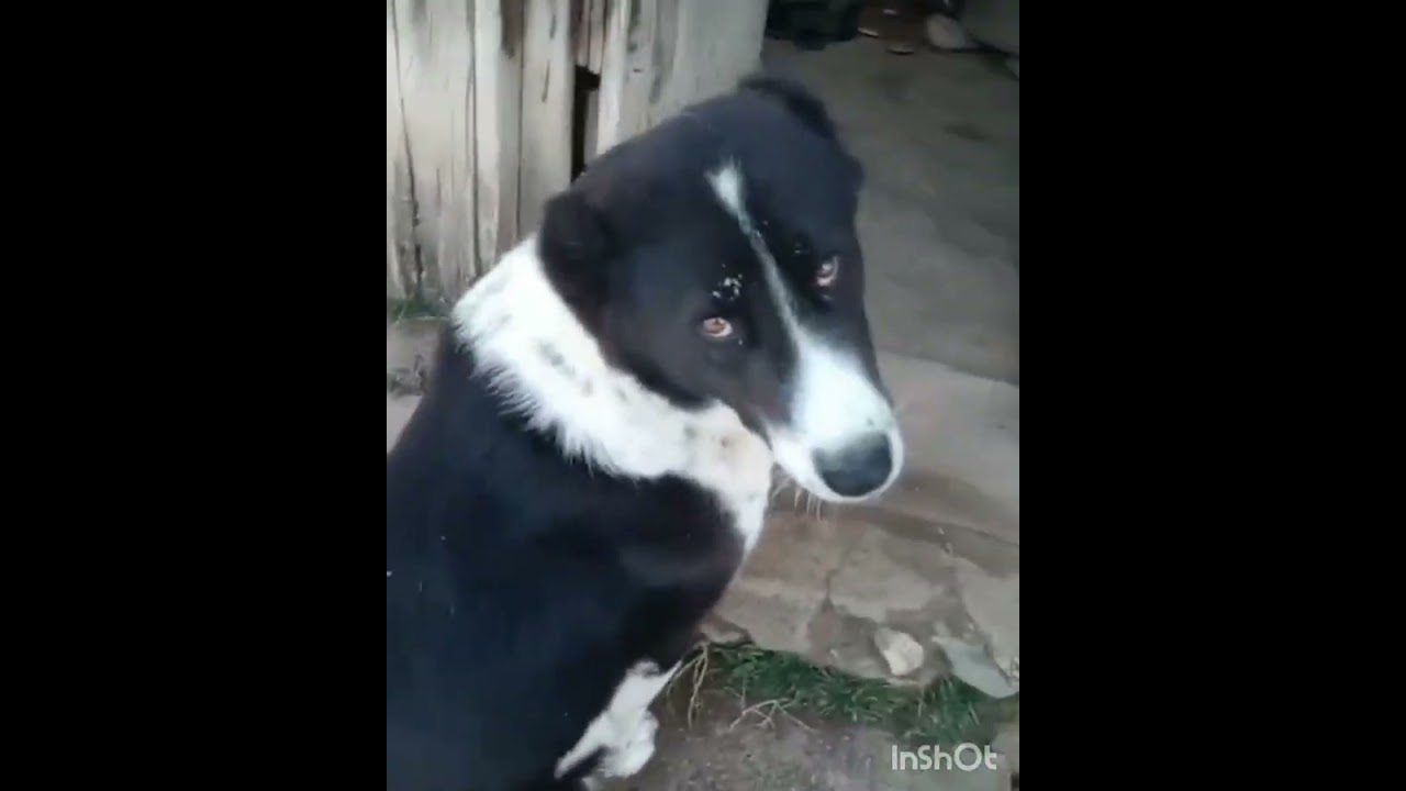 деха Варзигун Камароб