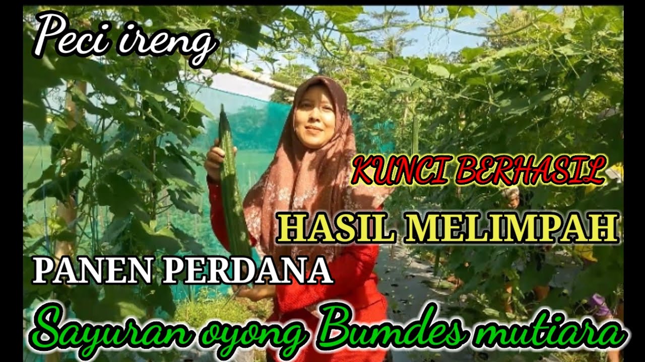 CARA MERAWAT TANAMAN OYONG BIAR SUKSES DAN BERHASIL