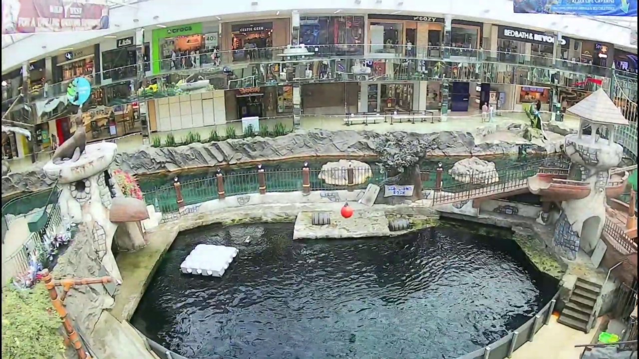 ❤Quinnlynn Tries To Find The West Edmonton Mall Whale🐳- June 2020