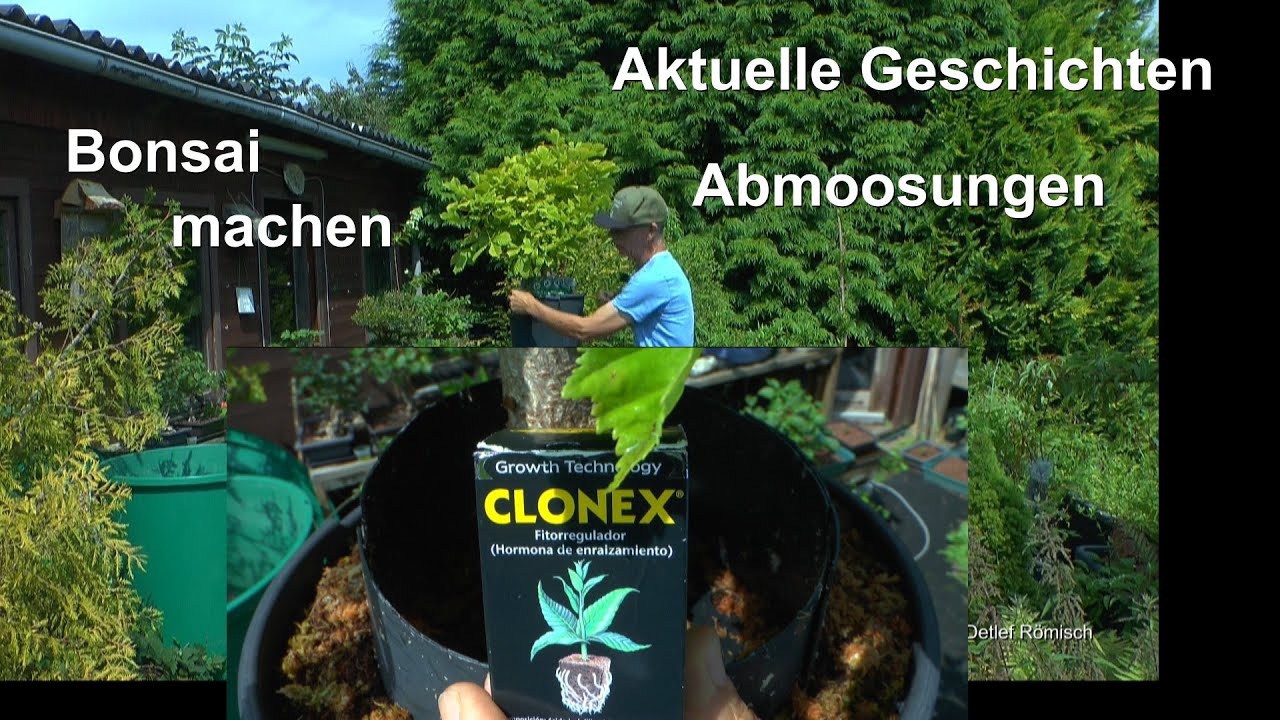 Bonsai Zucht. Wie Jetzt Abmoosung und die Hindernisse auch mit Erfolg