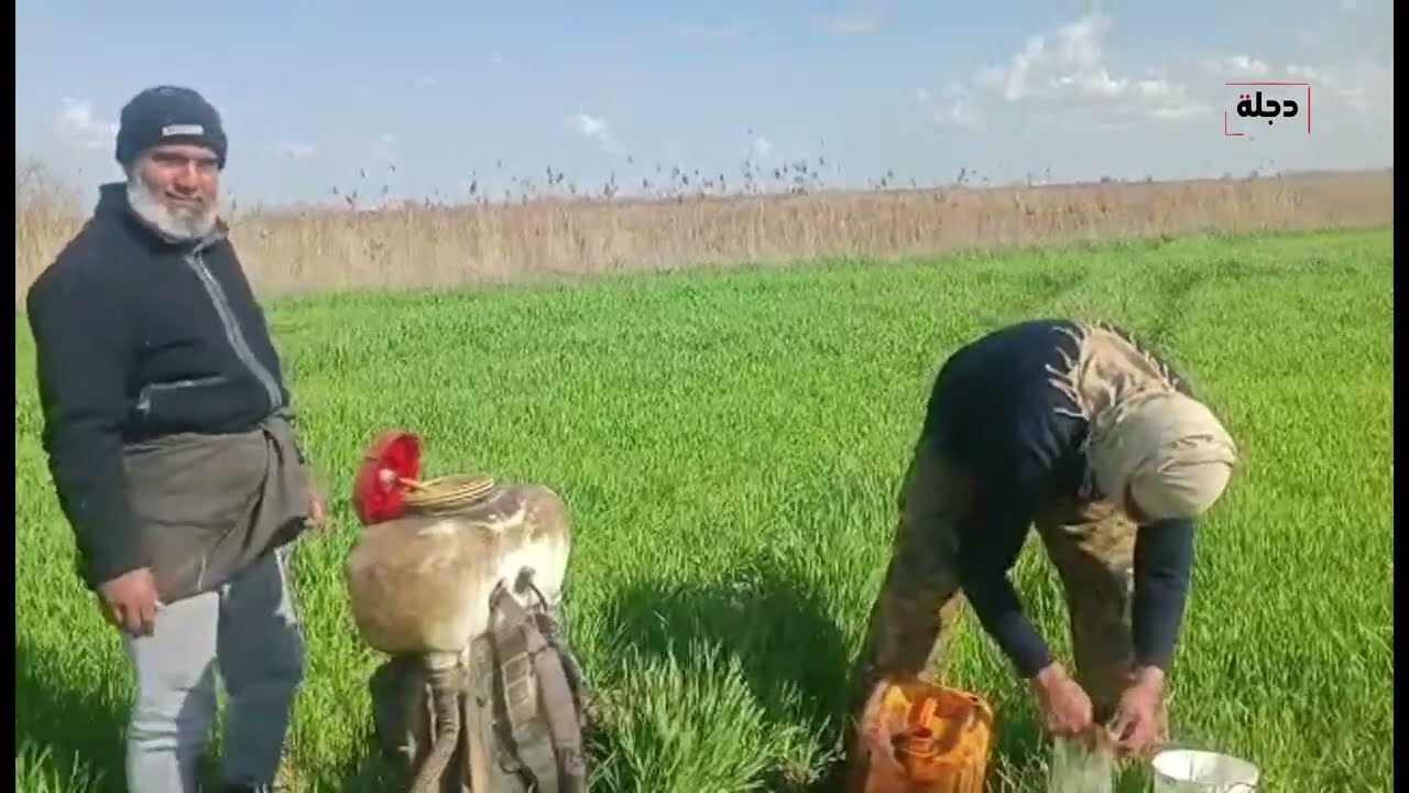 الفلاحون يرشون المبيدات في حقول القمح بأرياف الرقة