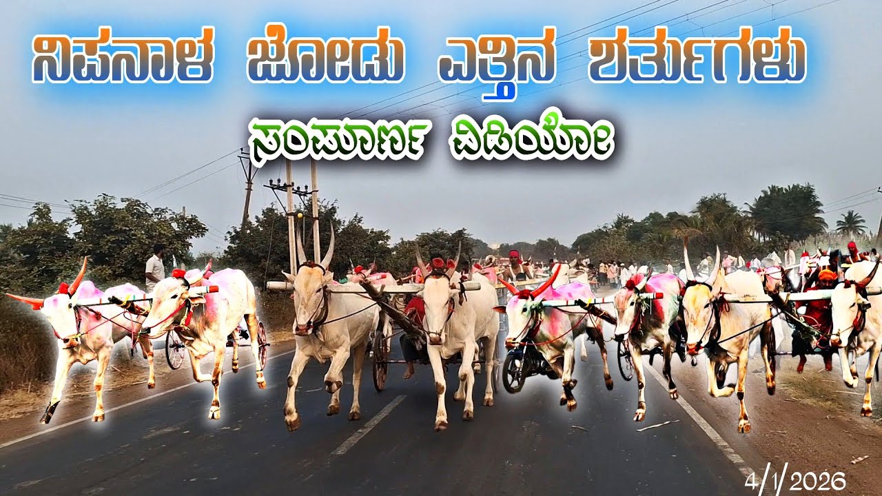 ನಿಪನಾಳ ಜೋಡು ಎತ್ತಿನ ಶರ್ತುಗಳು 10,000~💨🔥 |निपनाळ बैलगाडी शर्यत Nipanal Bullcart Race 4/1/2026