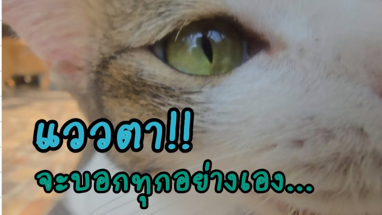 แววตา!! จะบอกทุกอย่างเอง..#แมวจร #catlover #cat #ผู้กองแขกกับแมวจร Vol.2 