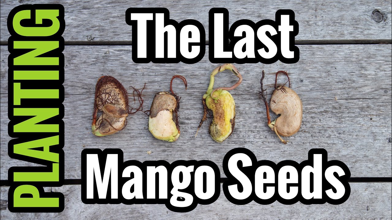 Planting the Last Mango Seeds