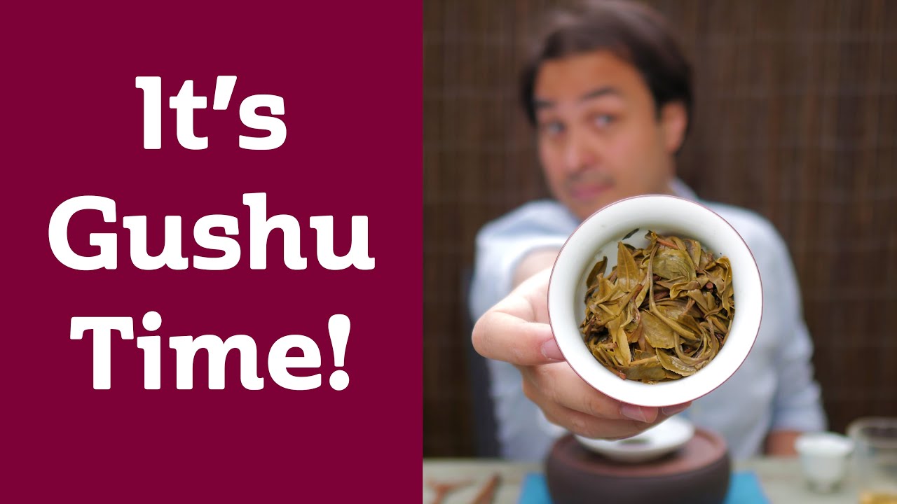 FRESH PUERH - Young Gushu 2021 Ancient Tree Tea