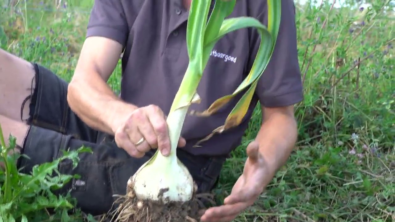 Onze grootste Olifantenknoflook ooit!! Wat is ons geheim van de smit? Uitleg hoe we het kweekten.