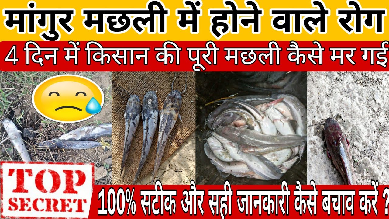 मांगुर मछली बीमार होने का प्रमुख कारण |machali me hone wale rog #fish #fishfarming #magur