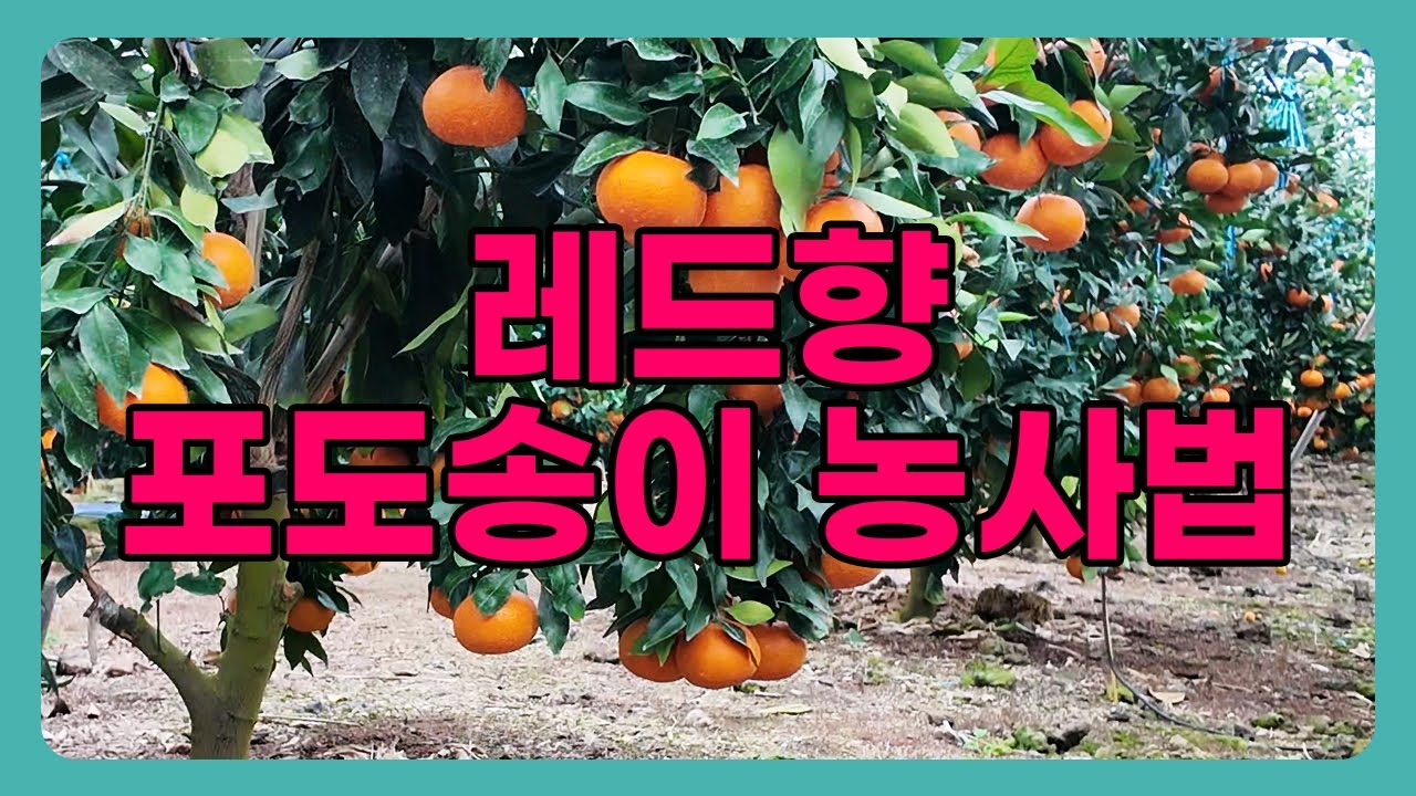 접목 1년 만에, 레드향이 주렁주렁!