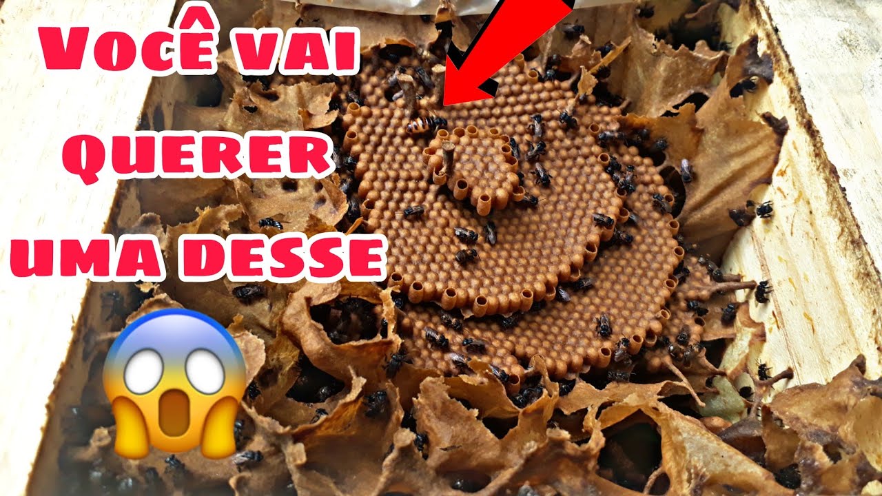 FUI COLOCAR MELGUEIRA NESTA MANDAGUARI PRETA (Não acreditei no que vi😱)