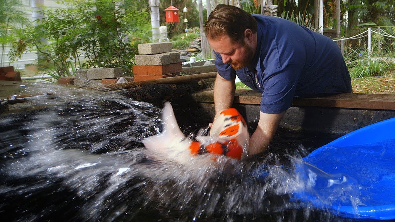 $60,000 Japanese Koi Fish