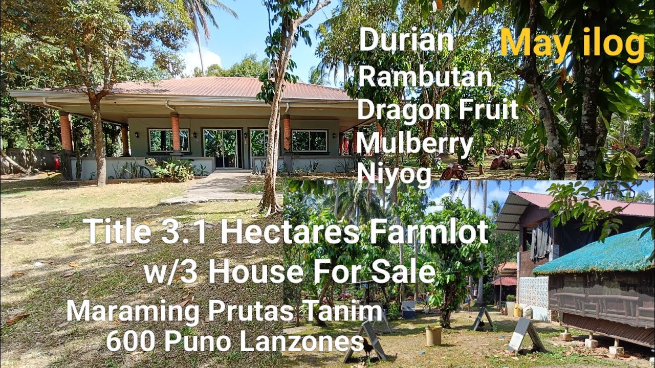 #Vlog455 TITLE FARM LOT w/3 HOUSE FOR SALE | 600 PUNO LANZONES TANIM | GATED w/FENCED | May ilog
