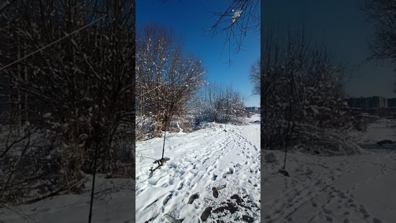 Ловля певчих птиц. Зяблик,вьюрок,чиж, зеленушка, овсянка,щегол.#птицы #ташкент #рекомендации #чиж 