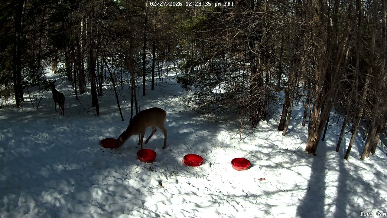 Deer 2-27-2026 12:18 PM