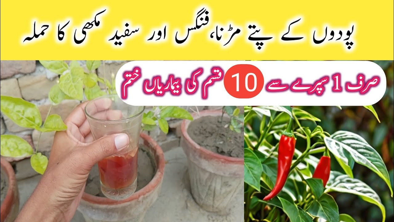 Best homemade organic fertilizer and fungicide+pesticide | Podon ke liye special spray aor khaad