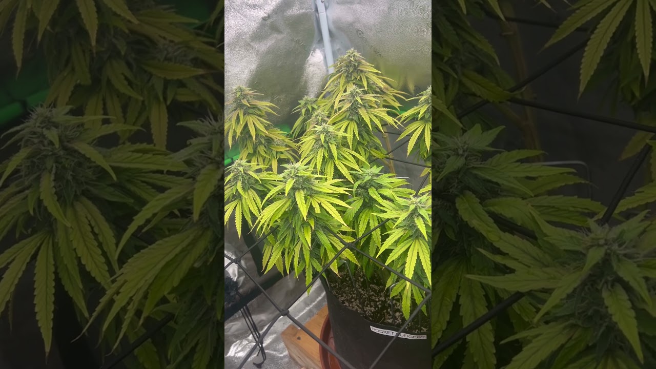 MESHUGGAH.ROCKET.SURGERY.CASCADIASEEDS} #metal #foop #harvest #indoorgrowing #floweringplants #cat
