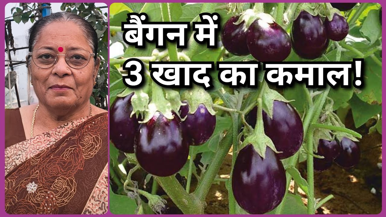 मार्च में बैंगन के पौधे में डालो 3 फ्री की खाद | अप्रैल में मिलेगी बंपर हार्वेस्टिंग