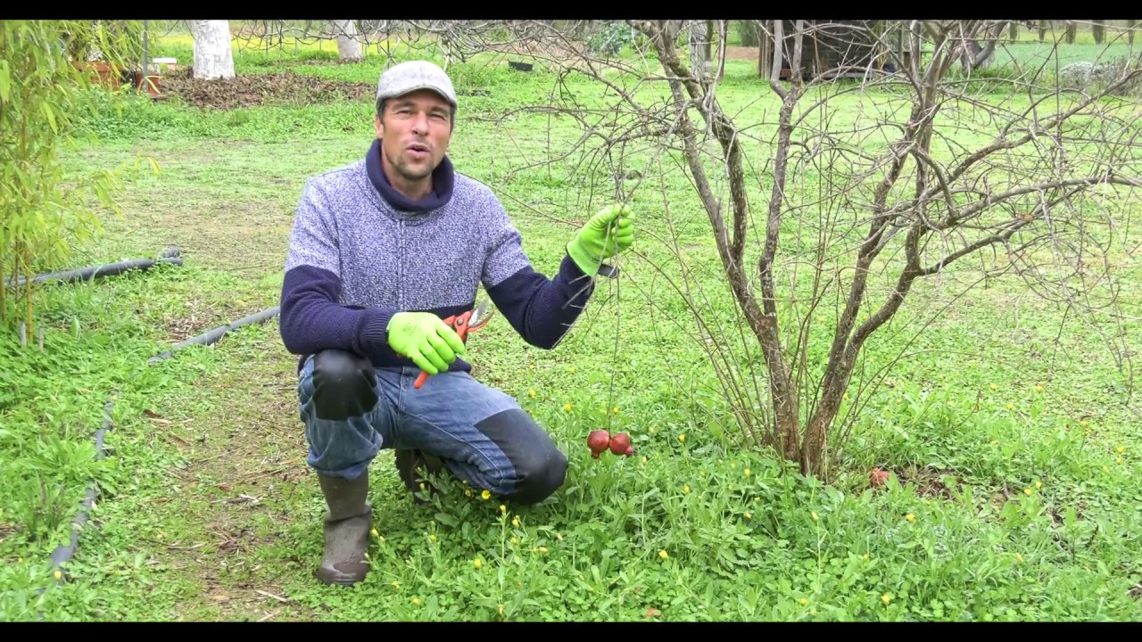 Renato nos enseña a multiplicar Granados a través de estacas (Video en 4K)