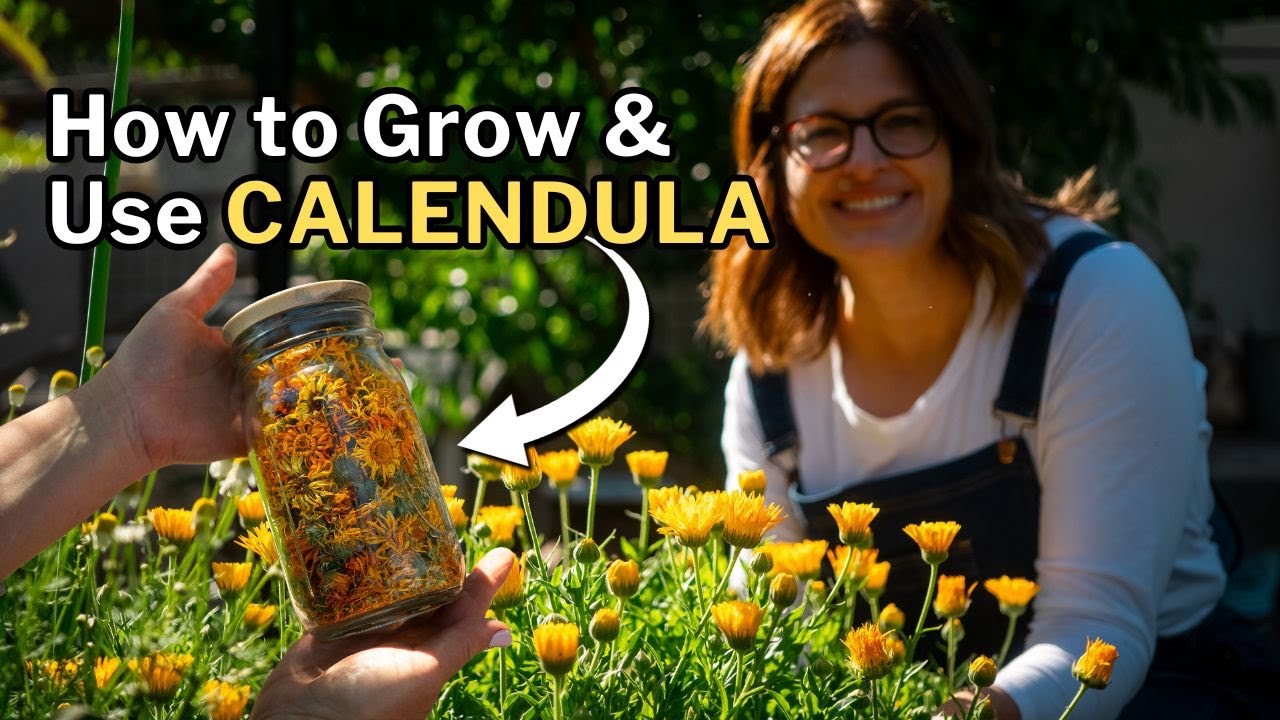 CALENDULA: How to Grow & Use This Beneficial Companion Plant