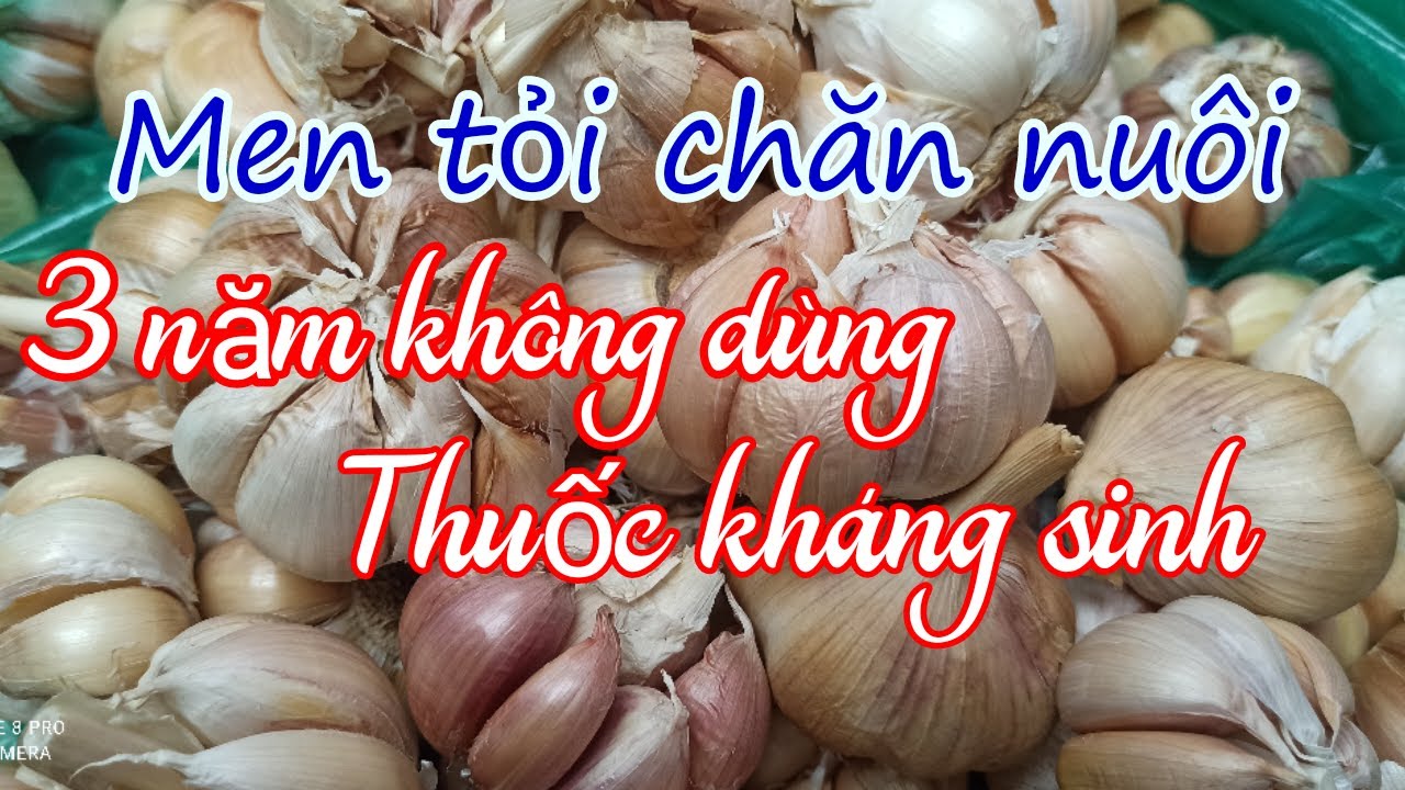 Men tỏi chăn nuôi | 3 năm không dùng kháng sinh ☎️0372225255
