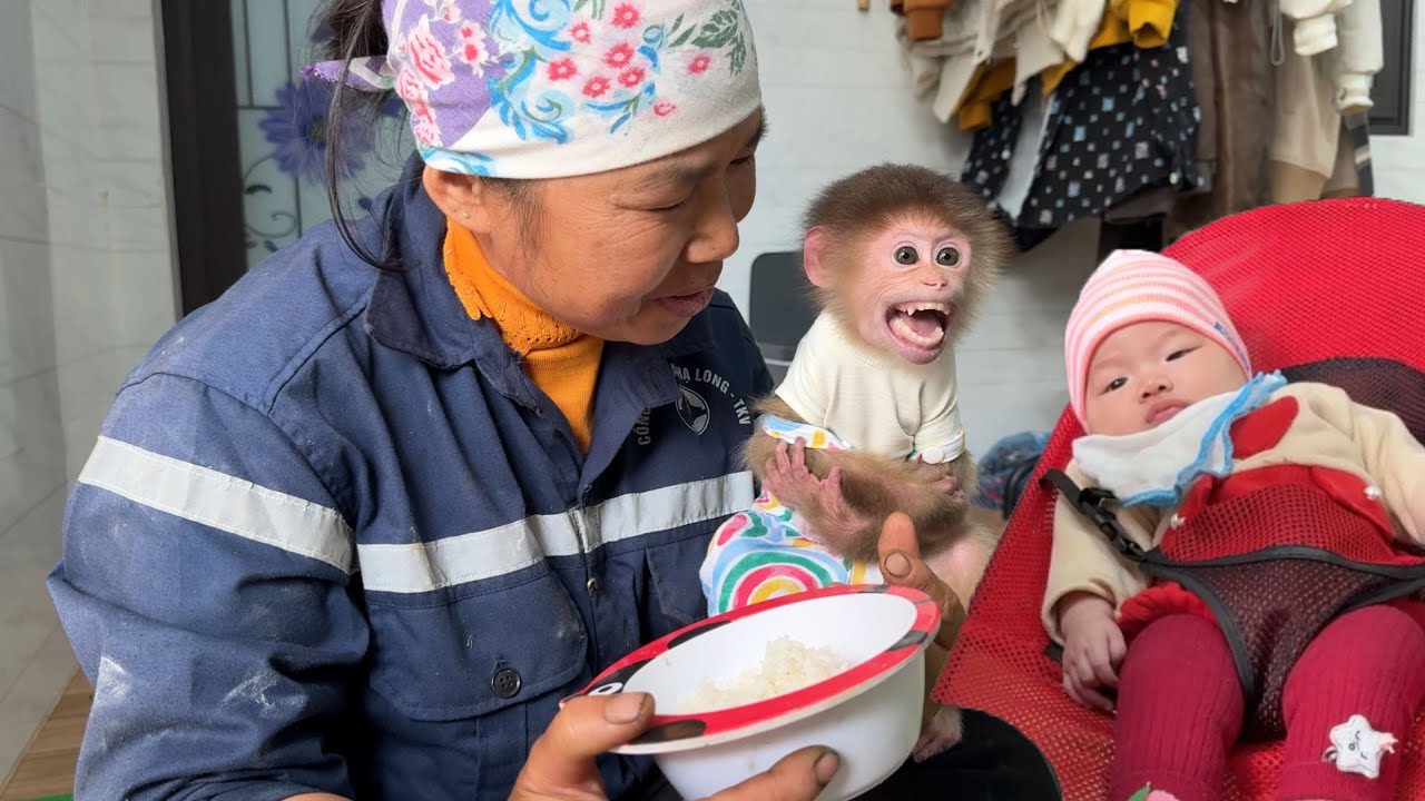 Monkey David eats and looks after the baby at the same time