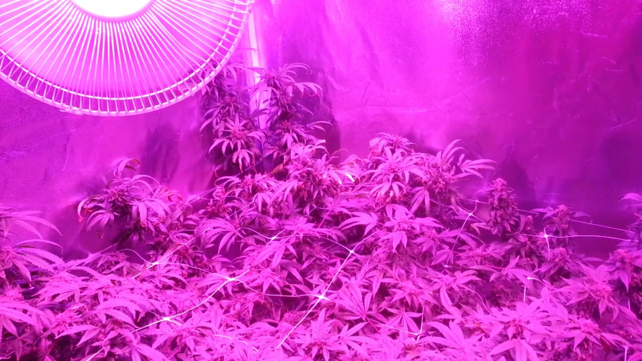 Harvest time Animal cookies Kosher Sour and my sorry AK47