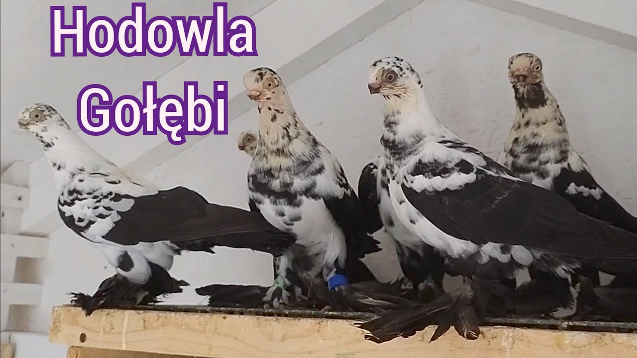Wracam do nagrywania. Lęgi dobiegają końca 😁