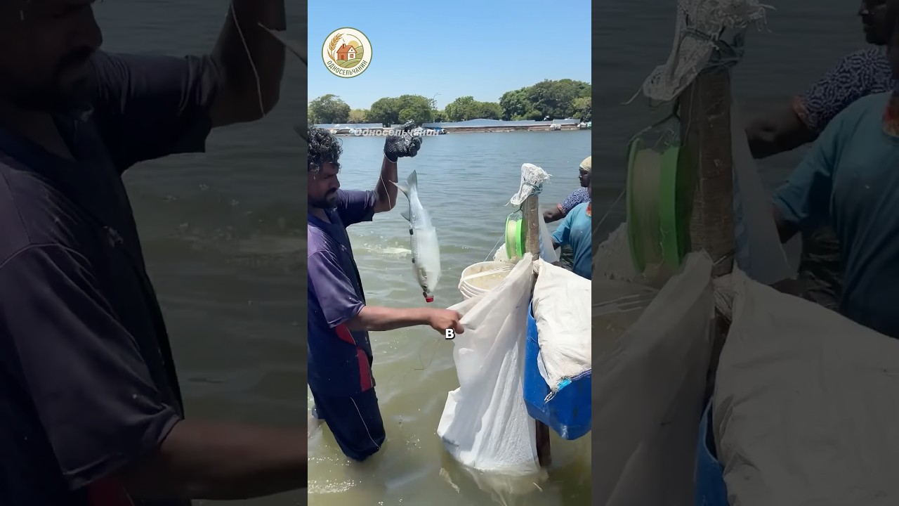 Самый необычный способ ловить рыбу #новости #индия #рыбалка