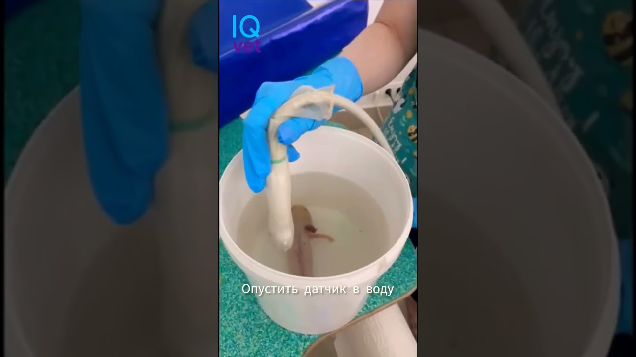 Как сделать УЗИ аксолотлю #vetlife #vetmedicine #vet #вет  #exoticvet #IQVet
