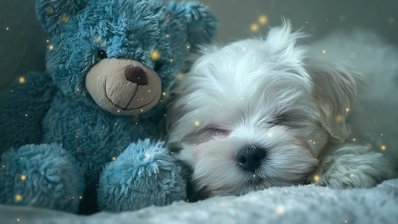 Calming Nature Sleep Music for DogsㅣRelaxing Music for Dogs.