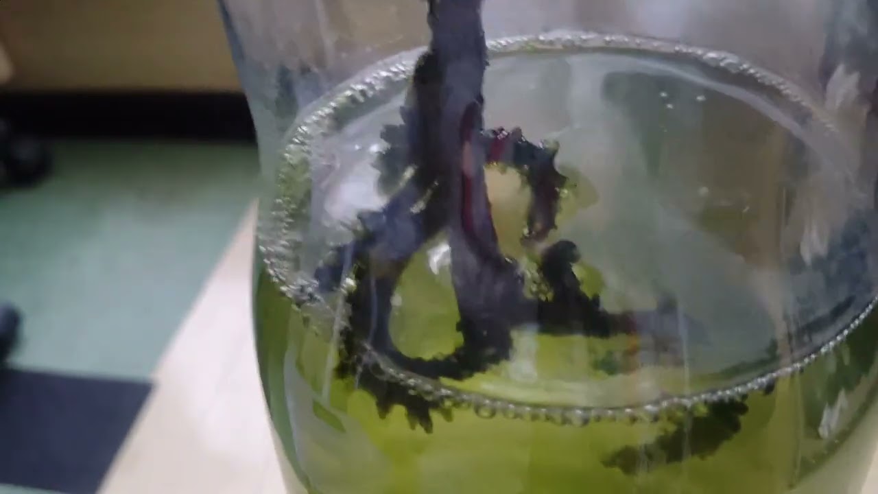 【斑入りモンステラ】メルカリで購入　パート54　新芽の根に苔が