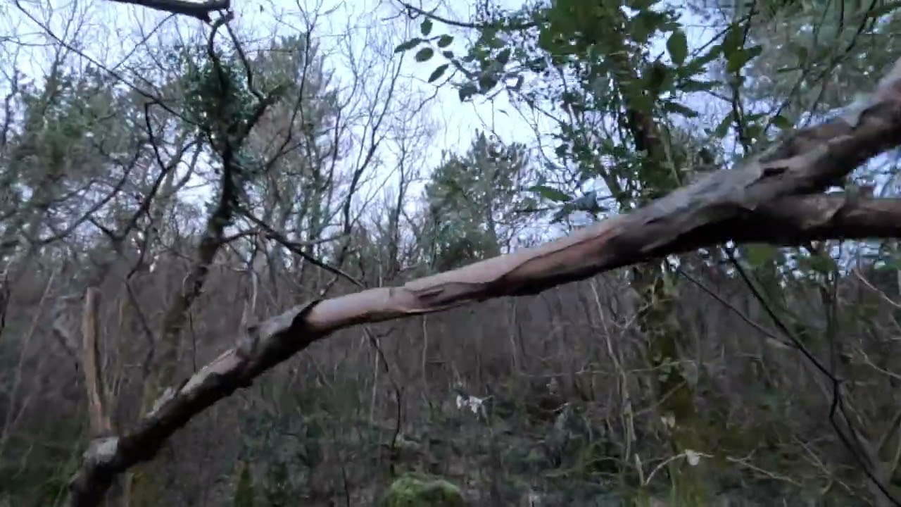 chasse becasse avec des pointers decembre 2025   HD 1080p