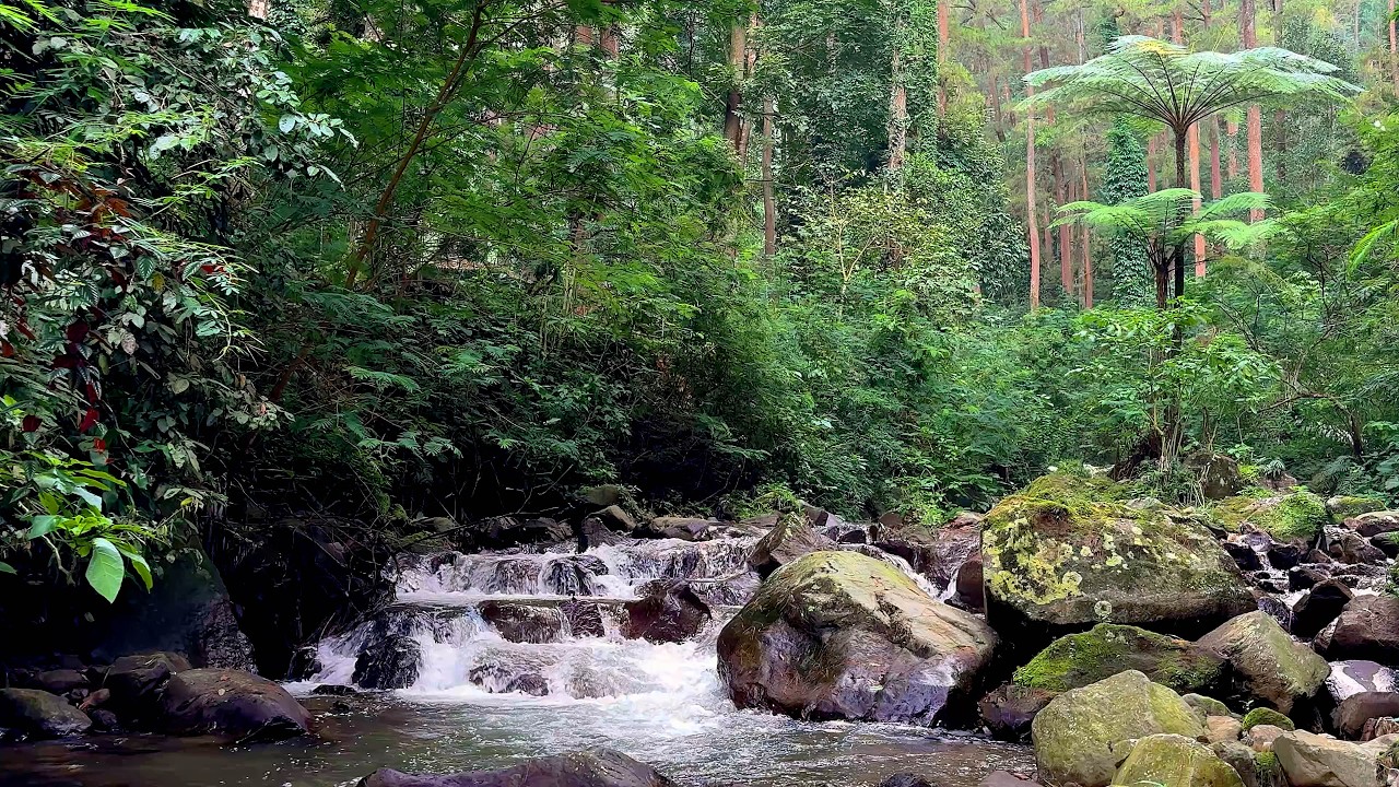 Deep Forest River Ambience - Pure Water Sounds