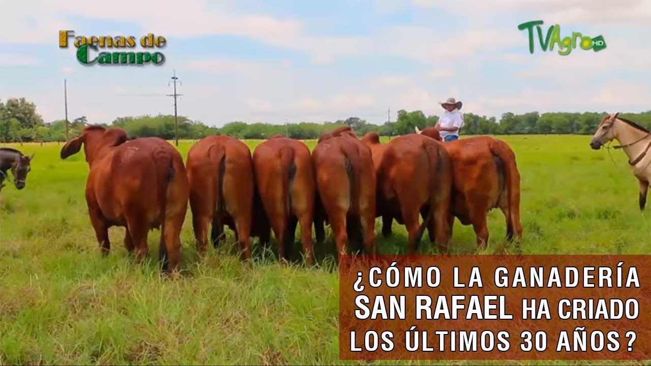 Cómo la Ganadería San Rafael ha criado los últimos 30 años - TvAgro por Juan Gonzalo Angel Restrepo
