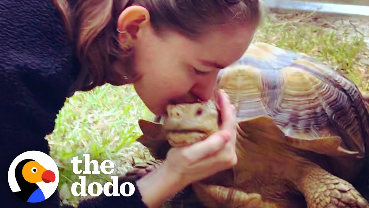 NYC Tortoise Goes Off To 