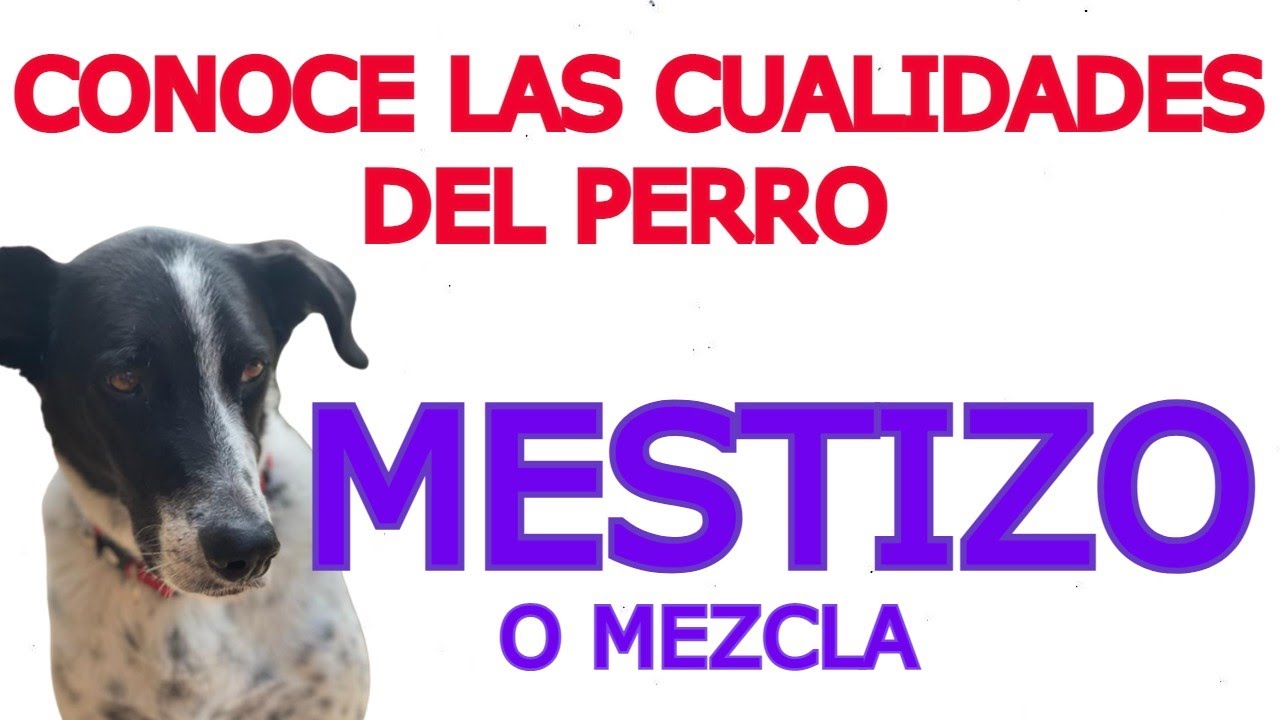 EL PERRO MESTIZO ES EL MÁS FUERTE Y SANO, no suele tener problemas de salud hereditarios, es longevo