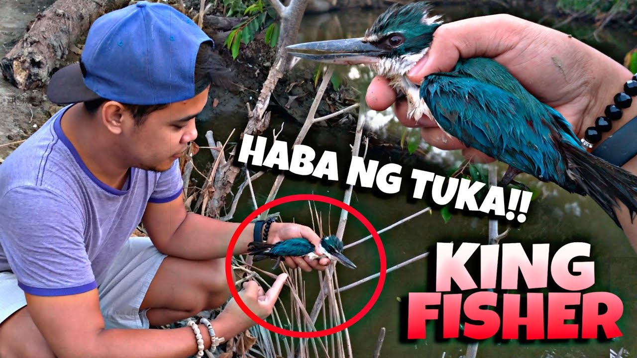 NAKAHULI KAMI NG KAKAIBANG IBON   KING FISHER? - BAGONG ALAGA NAMIN BUKOD SA KALAPATI 🤔