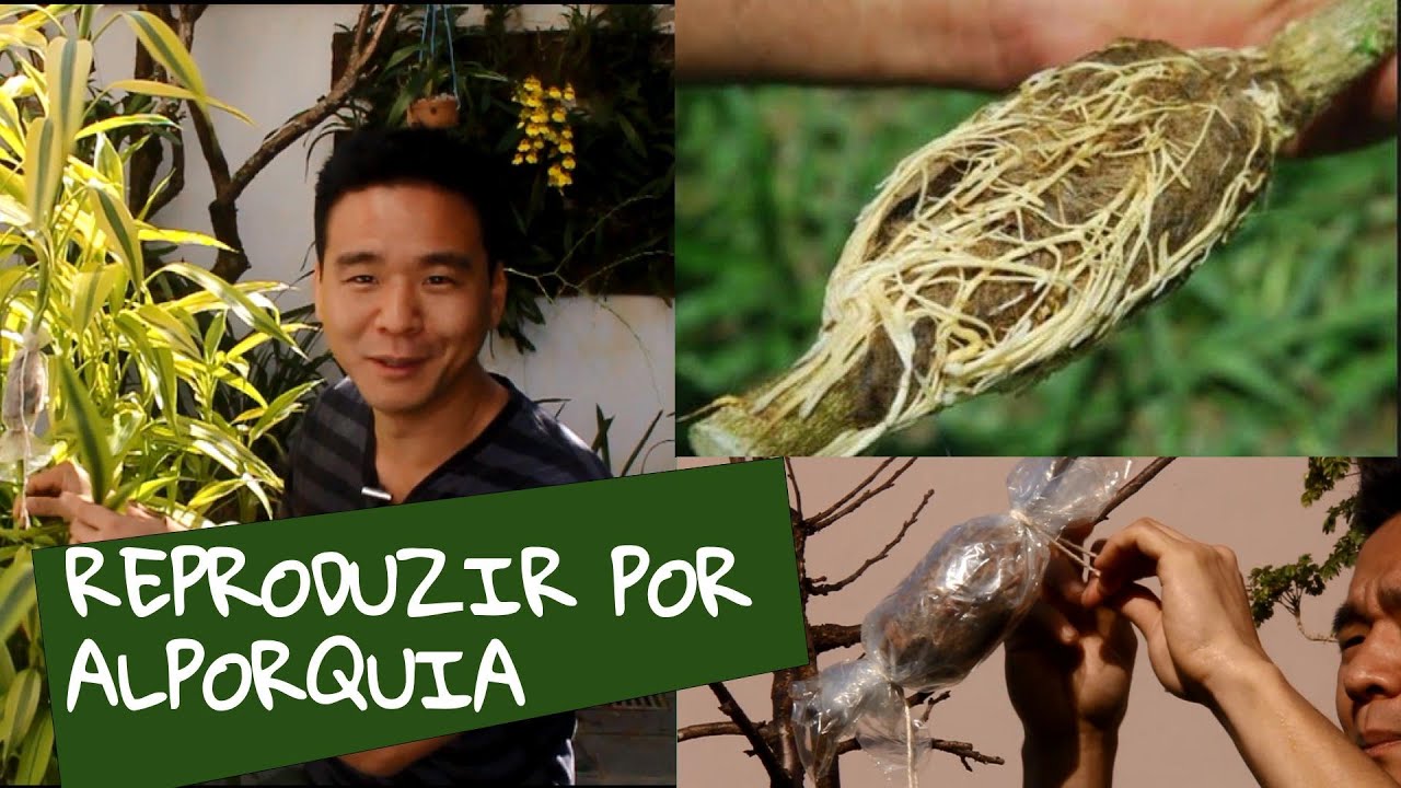ALPORQUIA. Conheça essa forma de reproduzir plantas.