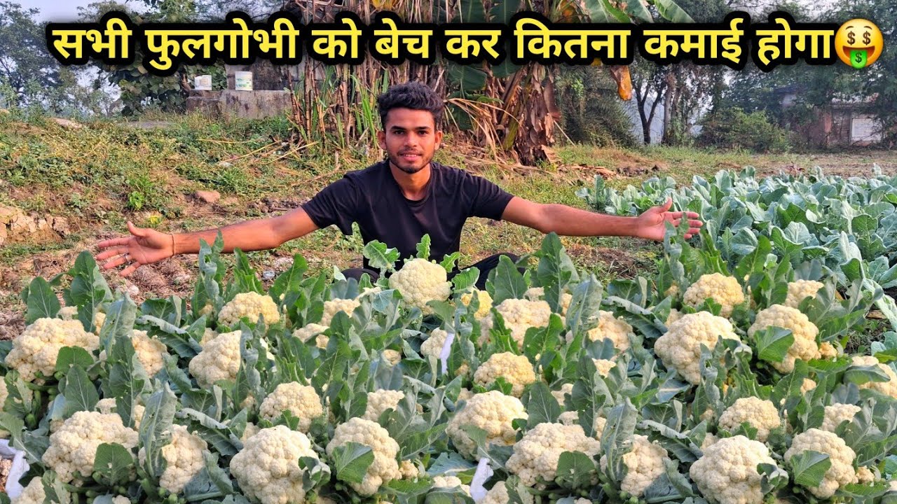 Aaj Sell Kiya Maine Itna Sara Phulgobhi Ise Bech Kar Kitna Kamai Hoga?🤑