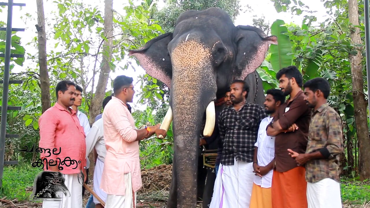 kerala elephant mouttath Rajendran ,CHANGALA KILUKKAM episode 08