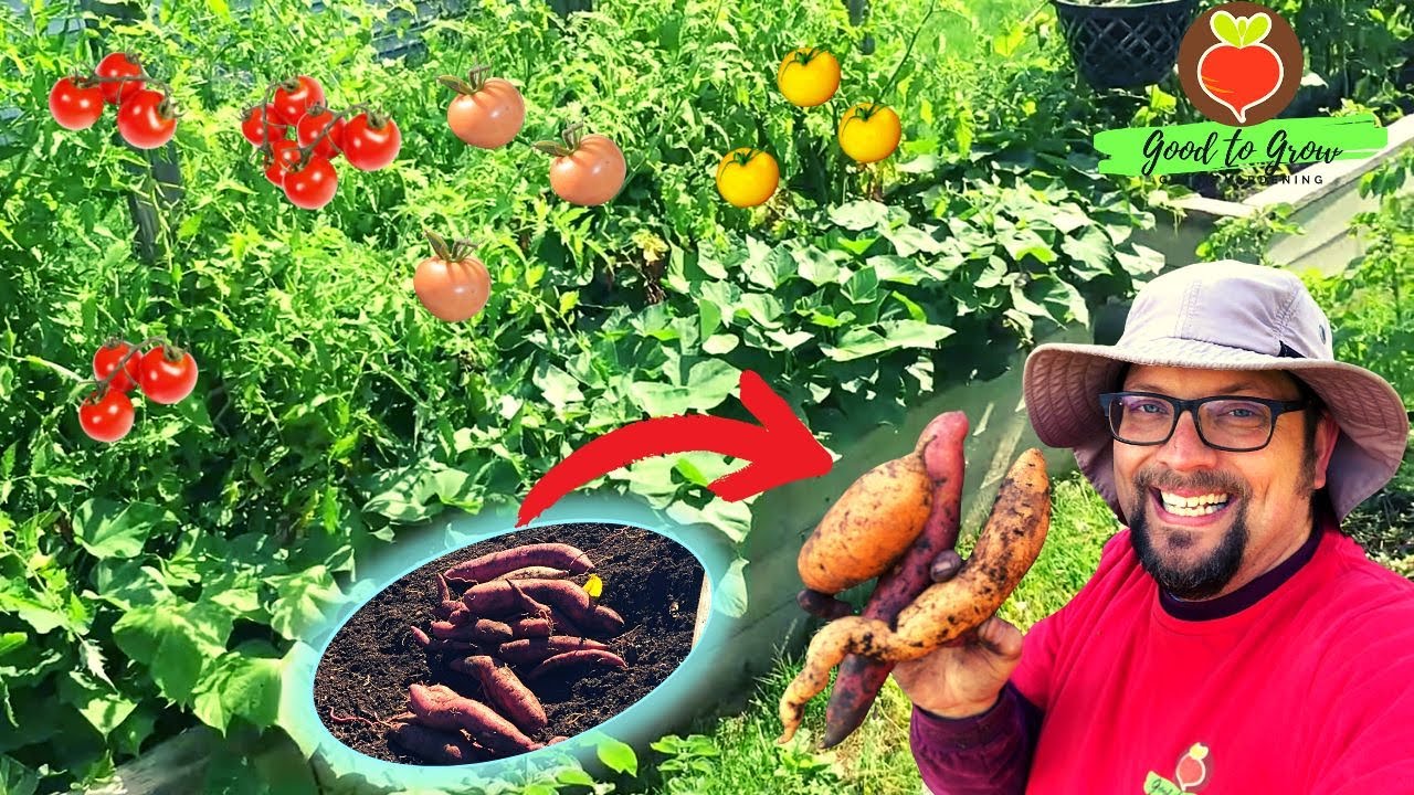 We Grew These Sweet Potatoes WITH Tomatoes! | Companion Planting Sweet Potato Harvest