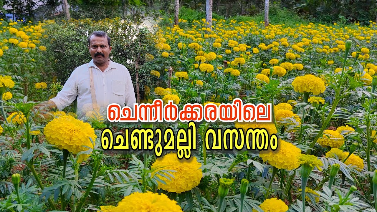 രണ്ടരയേക്കർ തരിശുനിലം പൂന്തോട്ടമാക്കിയ ചെന്നീർക്കരയിലെ വാർഡ് മെമ്പർ | ചെണ്ടുമല്ലിപ്പാടം | Vlog 113