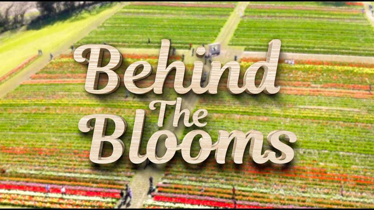 Behind The Blooms - Tulleys Tulip Festival Documentary