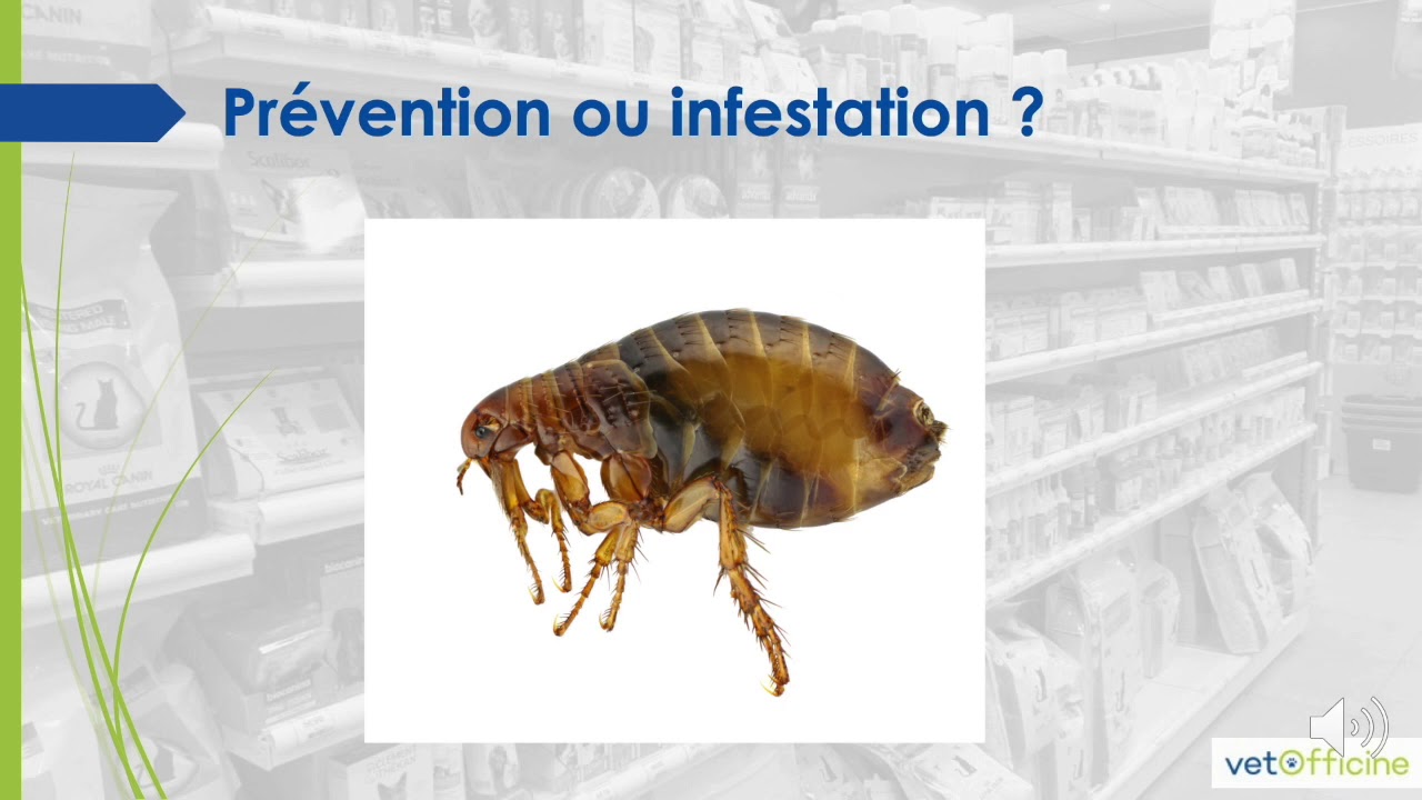 Pharmacie méthode ACF : A comme anlayse - questionnaire parasites externes