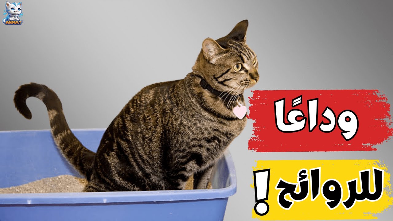 5 نصائح للتخلص نهائيًا من رائحة صندوق الفضلات عند القطط🫣🐈