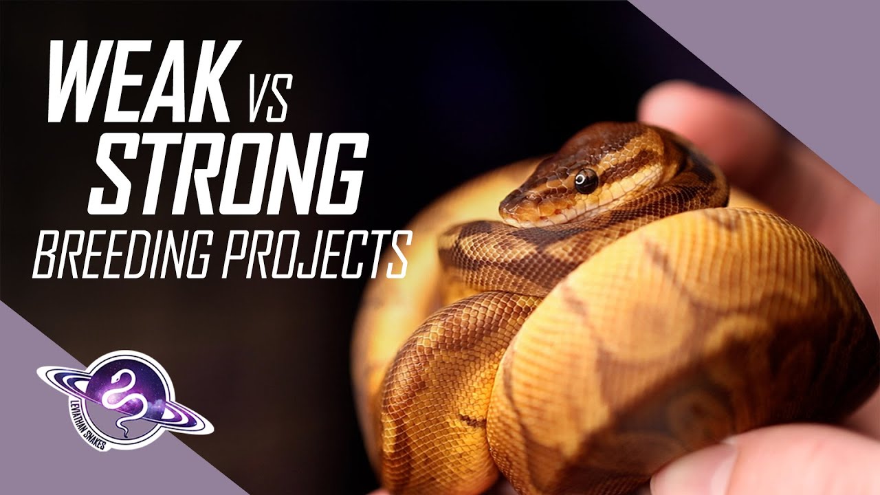 WEAK vs STRONG Ball Python Breeding Projects | #ballpython #snake #reptiles #reptile