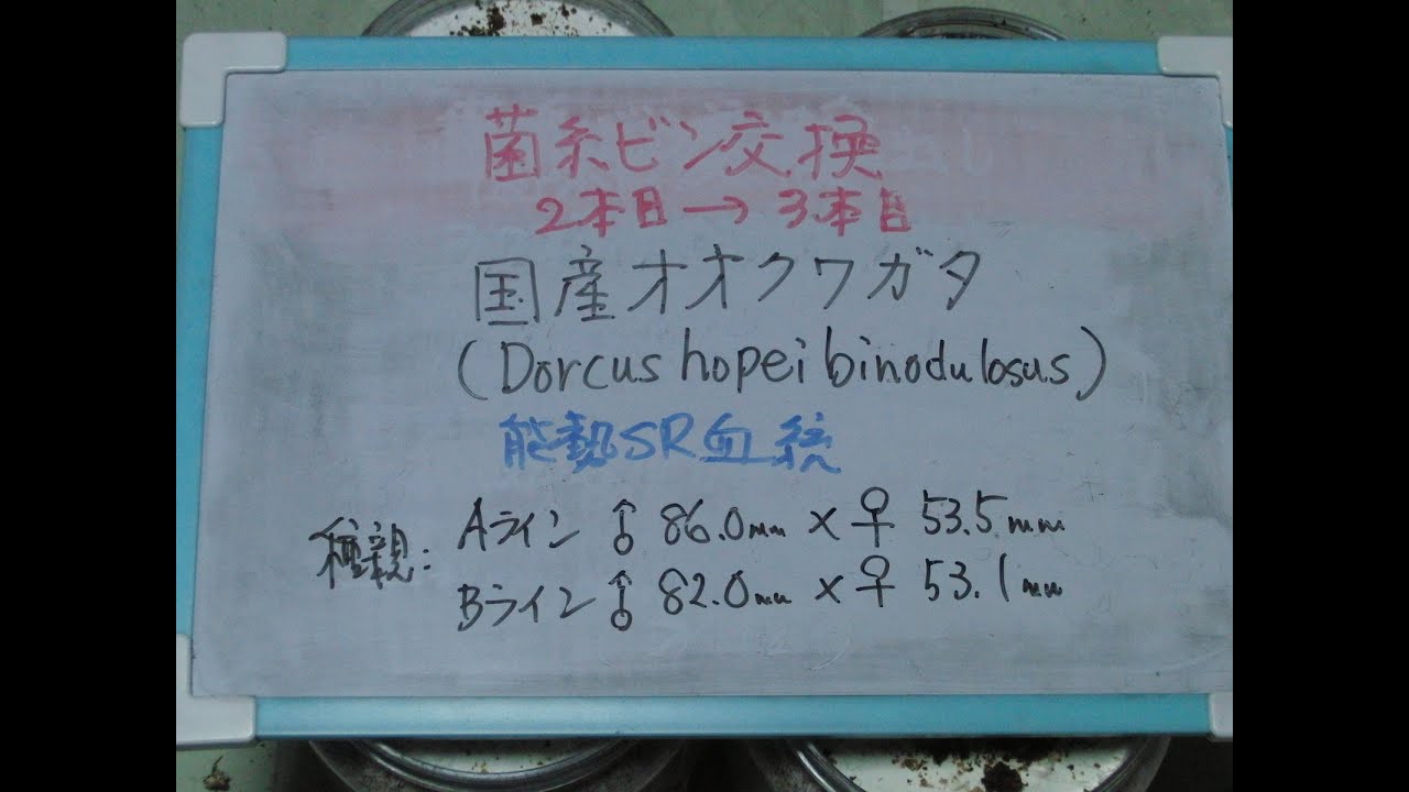 CIMG4767 No.470 能勢ＳＲ血統オオクワガタＡライン＆Ｂライン幼虫の菌糸瓶交換２本目→３本目　（Dorcus hopei binodulosus）