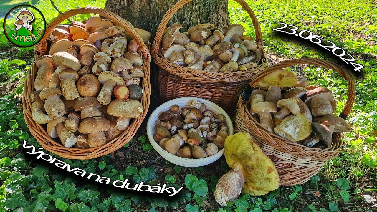 TOP hubárčenie na začiatok leta * huby houby grzyby 2024