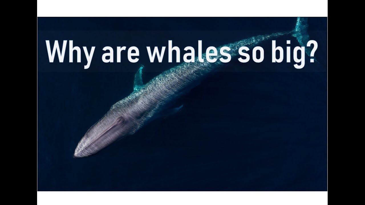 Why are whales so big?
