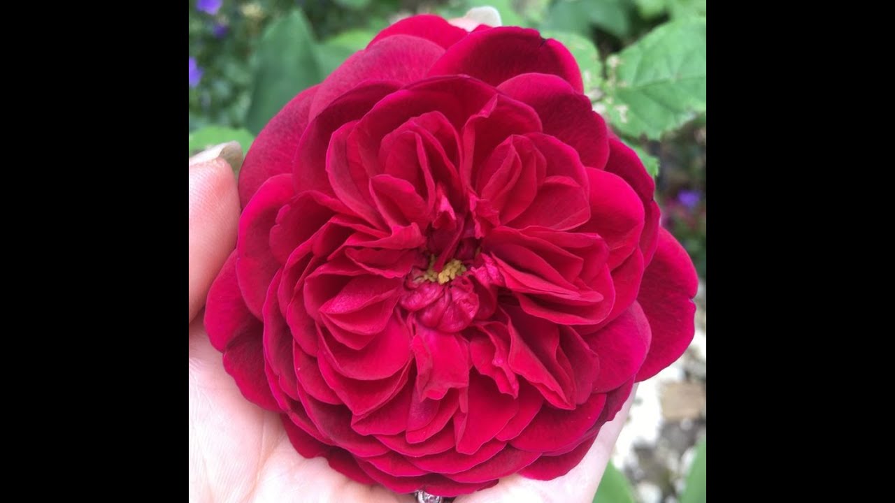 10 RED ROSES IN MY GARDEN, 10 rosiers rouges dans mon jardin David Austin, Meilland, Kordes, Carruth