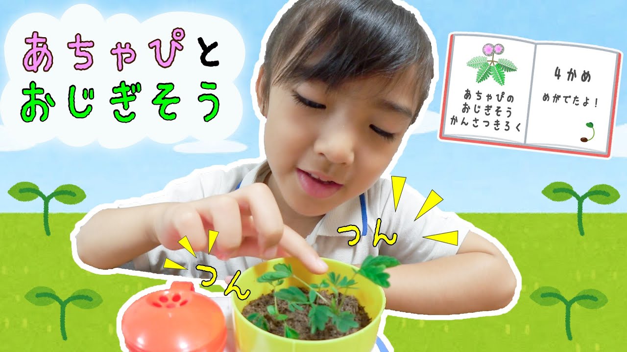 あちゃぴとおじぎそう★かんさつきろく★こどもちゃれんじ